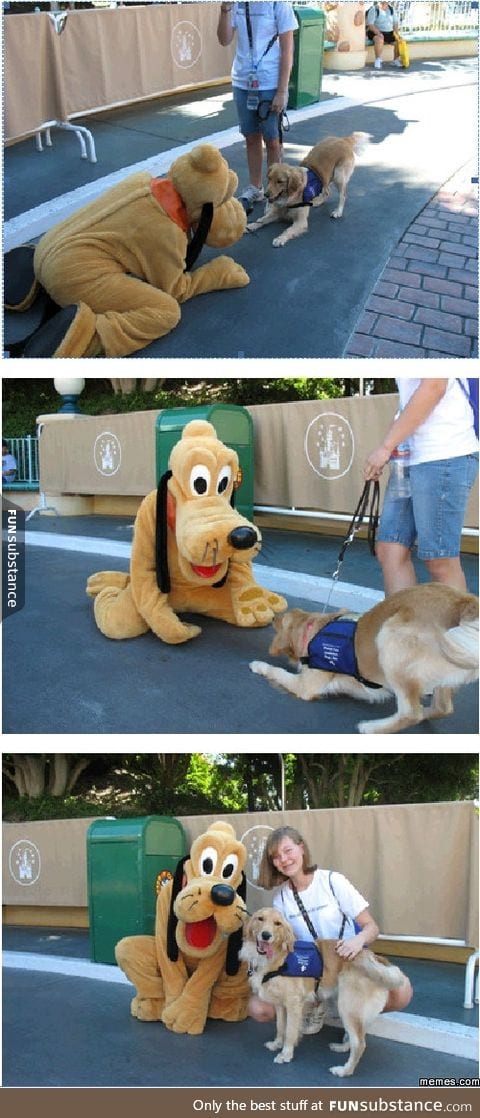 Service Dog in training at Disneyland