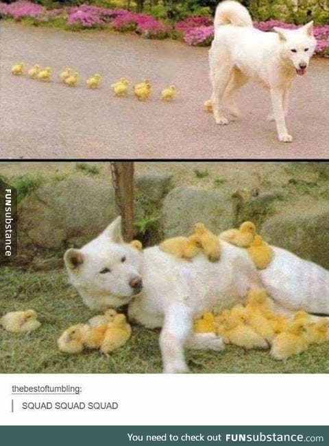 Follow me little duckies
