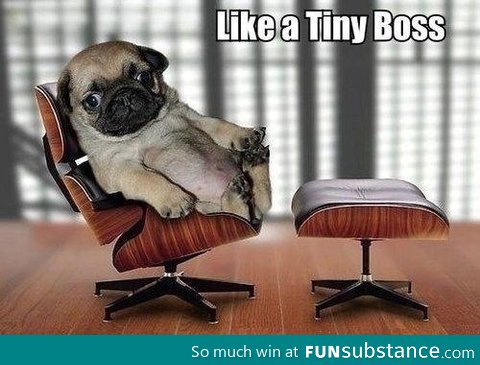 Like a Tiny Boss