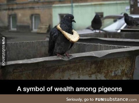 Pigeon pimp