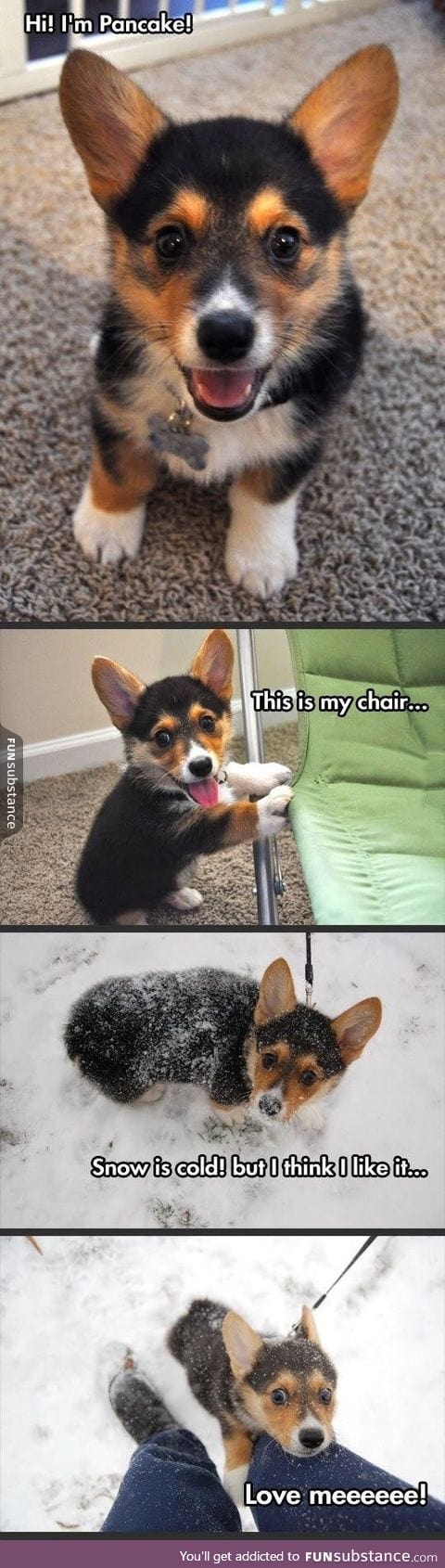 His name is Pancake