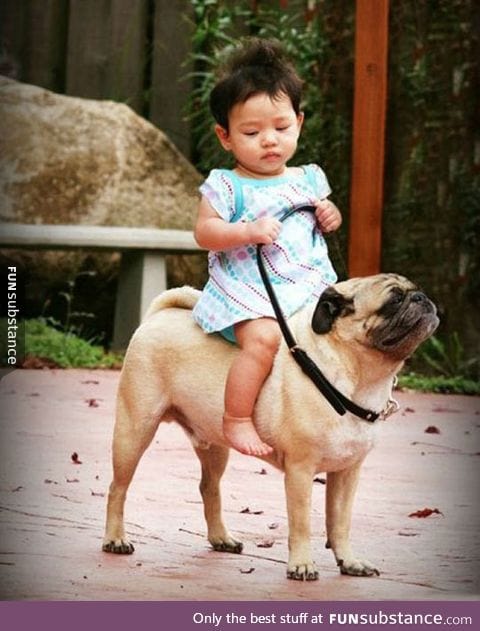 The pug rider, this pug looks so proud