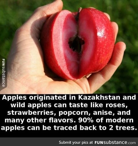 What an apple