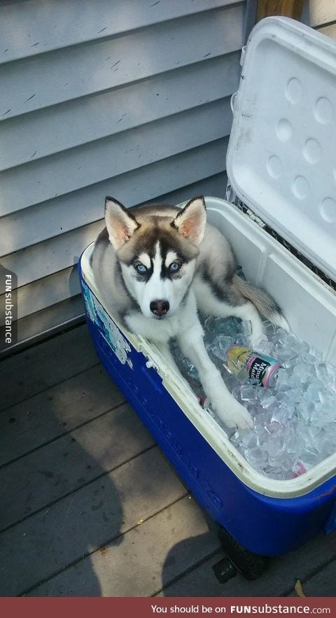 This pup is cool af
