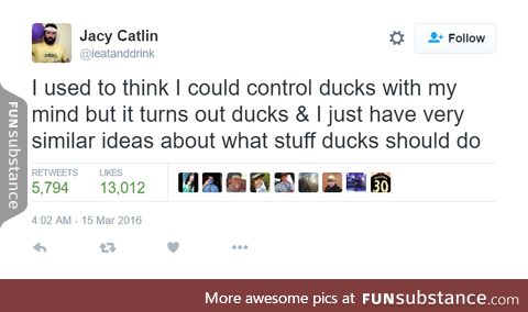 I love ducks