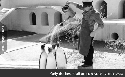 Watering Penguins in Copenhagen Zoo, 1957