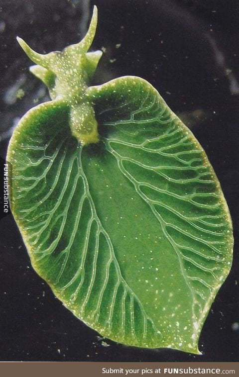 A sea slug that can photosynthesize