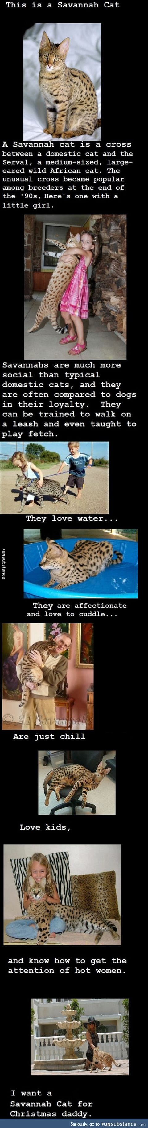 I want a savannah cat right now