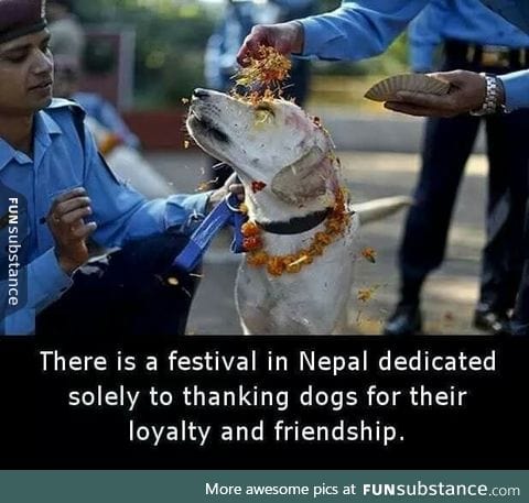 For love of the dogs!