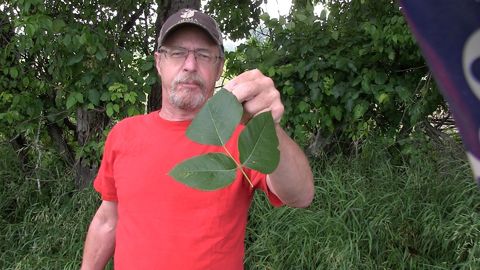 Biomedical scientist teaches you how to never get a poison ivy rash again