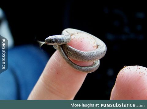 What is this, a danger noodle for ants?