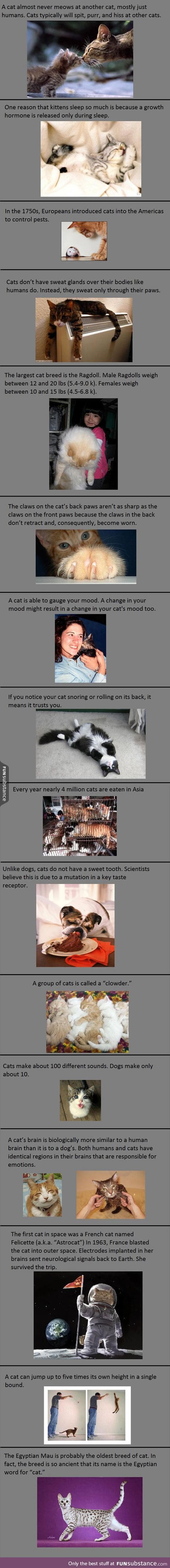 Interesting Cat Facts You Probably Don't Know