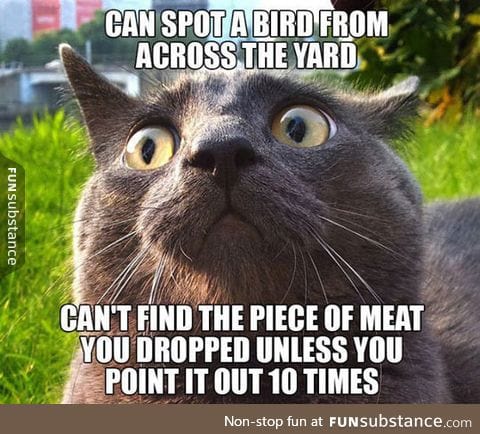 The incoherent logic of cats