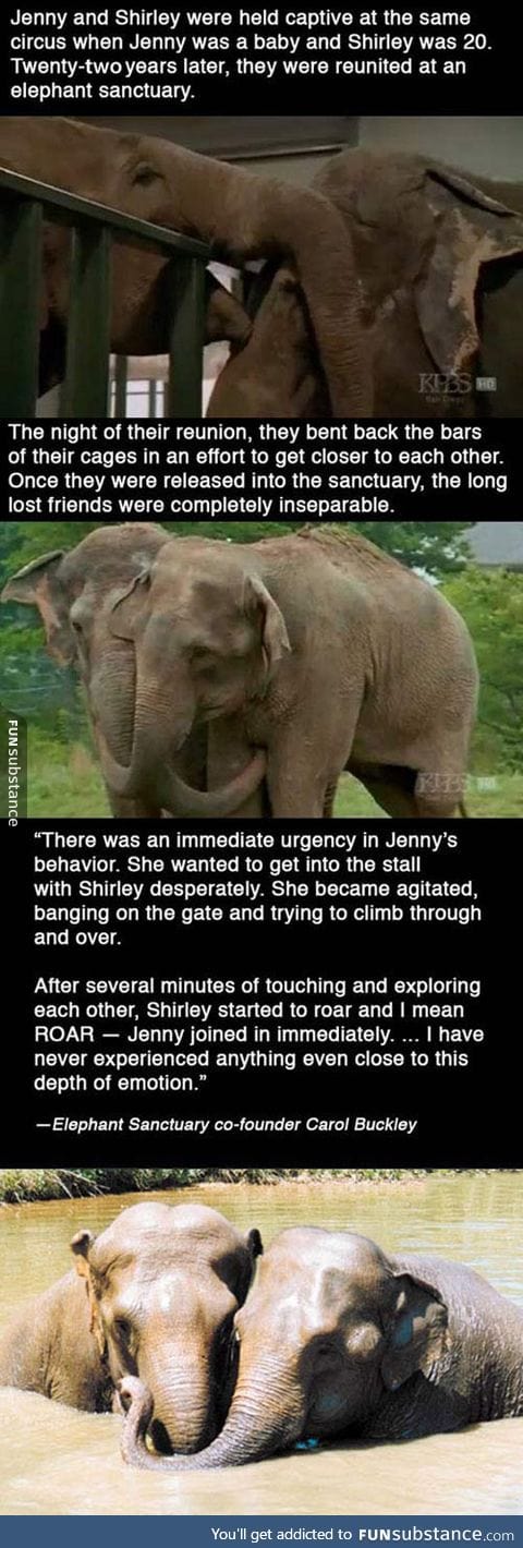 Elephant friends forever