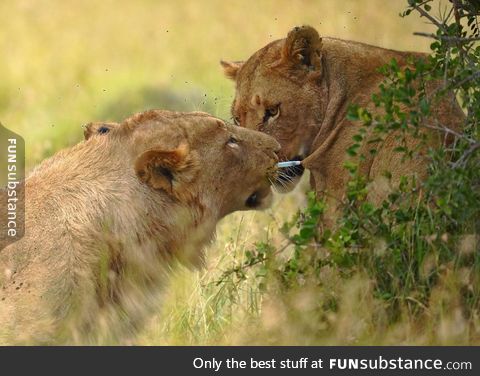 Lion removes tranquilizer dart from lioness