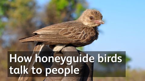 How honeyguide birds talk to people
