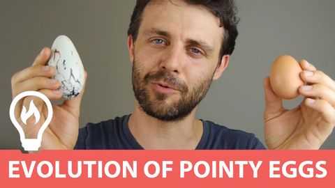 The egg that saves its own life. Evolution at work