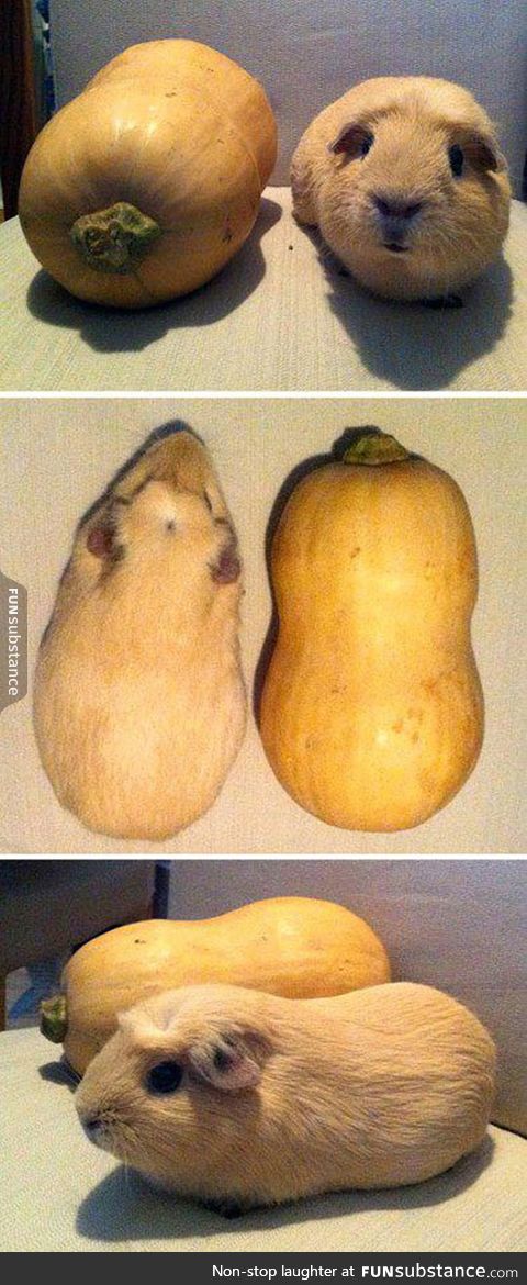 Guinea pigs and butternut squashes are pretty much the same thing