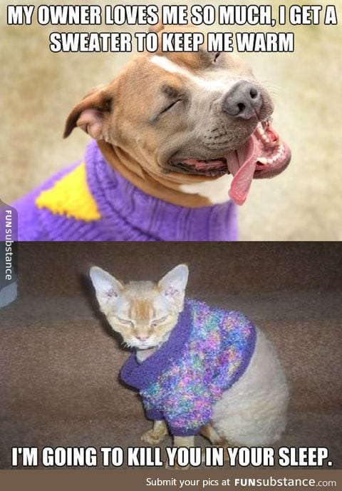 How our pets react to sweaters