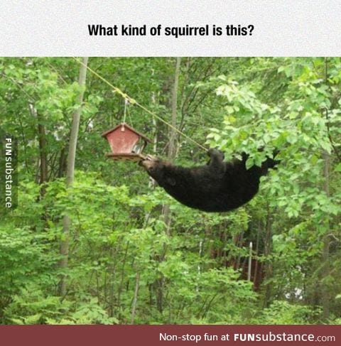 That's A Weird Squirrel