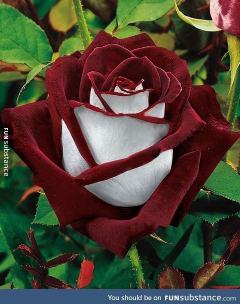 Osiria rose