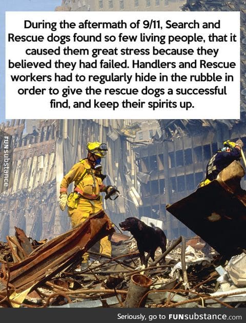 More proof that dogs are too good for this world