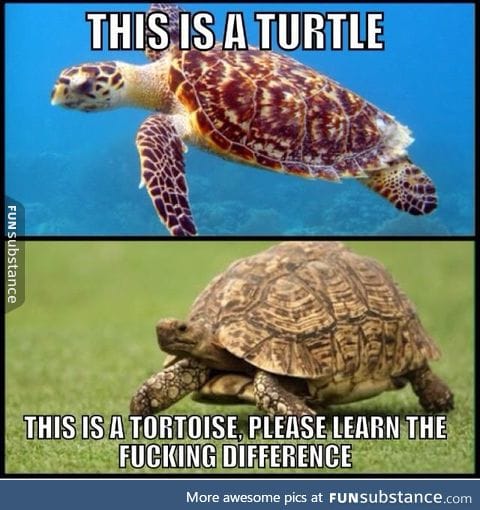 Turtle vs tortoise