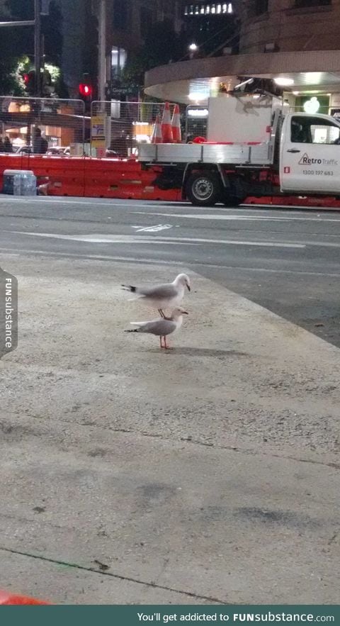 Just a seagull standing on top of another seagull