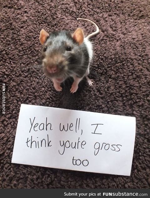 Rats are gross, they say