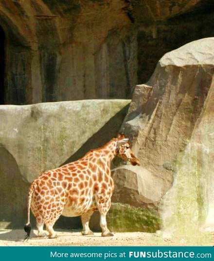 Midget Giraffe