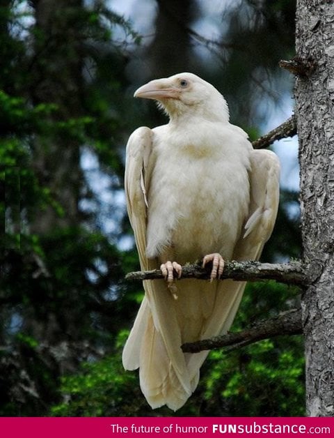 albino raven