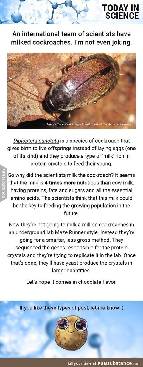 Today in Science: c*ckroach milk