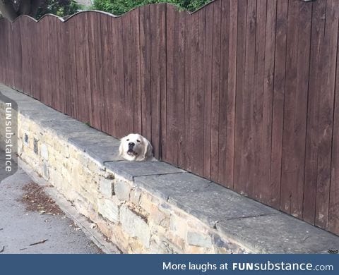 Good morning, have you seem my dogsbody anywhere?