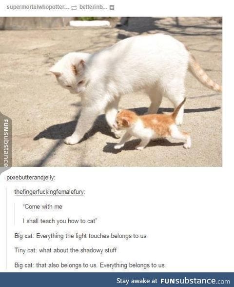 Kitten! T^T