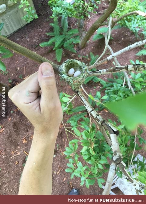 Hummingbird nest. Thumb for scale