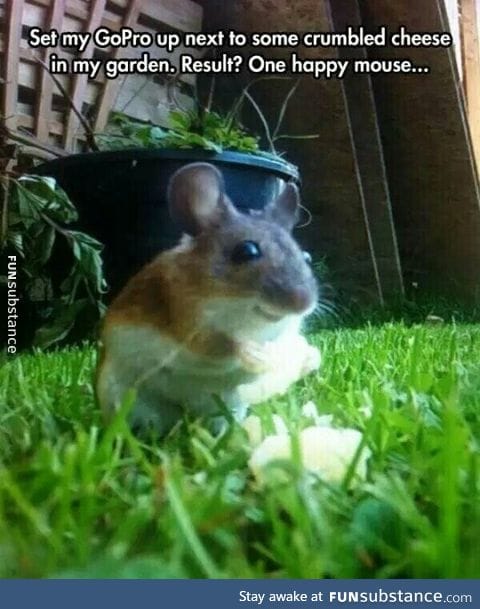 Happy mouse
