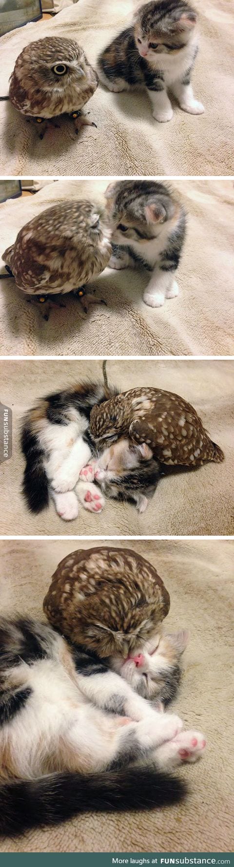 Kitten and Owlet Become Friends!