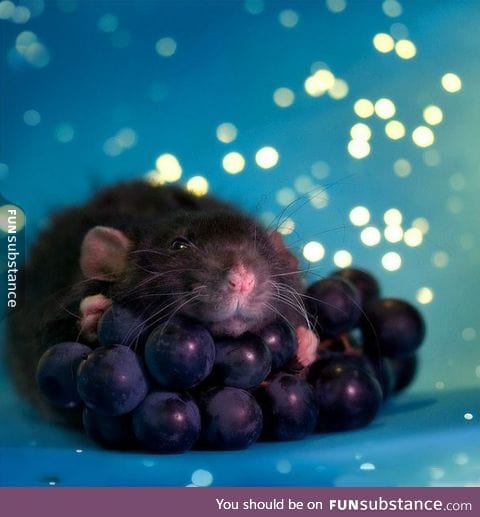 Grapes of Rat