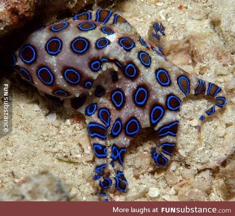 Blue ring octopus