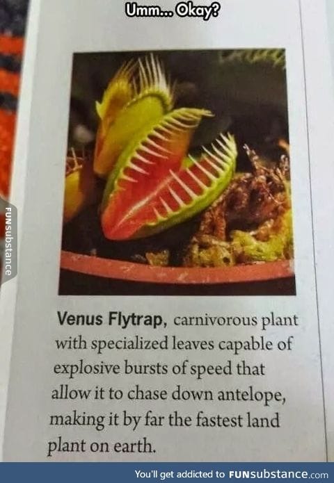 Venus flytrap