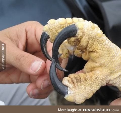 This is an eagle talon