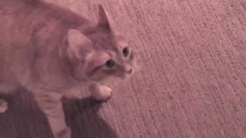 This cat doesn't allow it's owner to pass