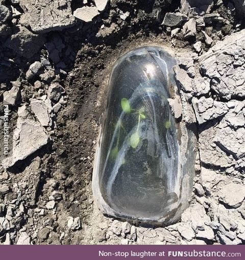 Plants growing under a glass jug in the desert