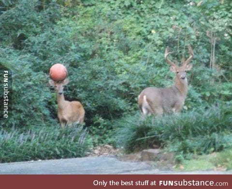 Deer has a basketball stuck in his antlers