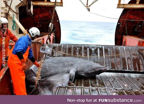 Shark Caught of the Coast of Greenland That Was Born In 1624