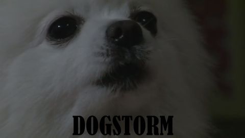 pupper doin a tune