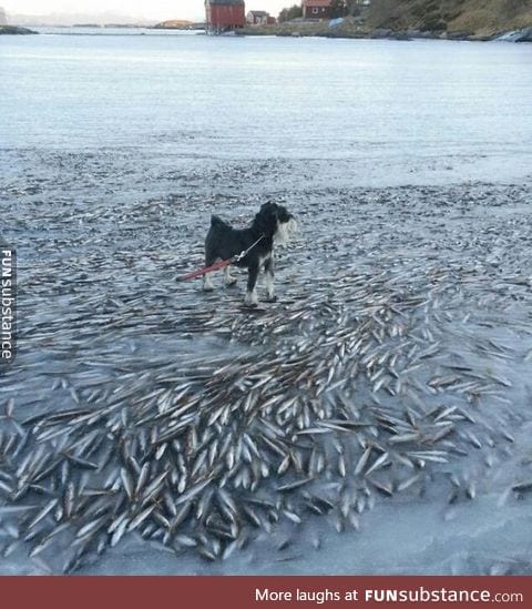 In Norway, a large school of fish was frozen just under the water's surface