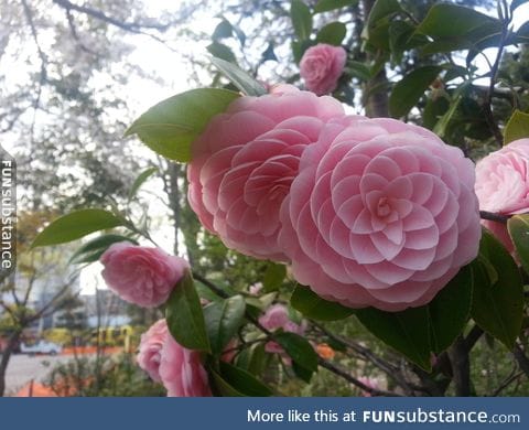 Japanese Flower: Phi at its finest!