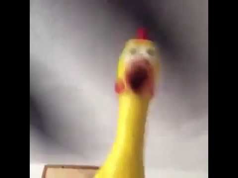 Rubber chicken hits the fan