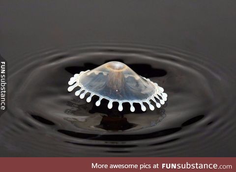 A drop of milk fell in coffee!